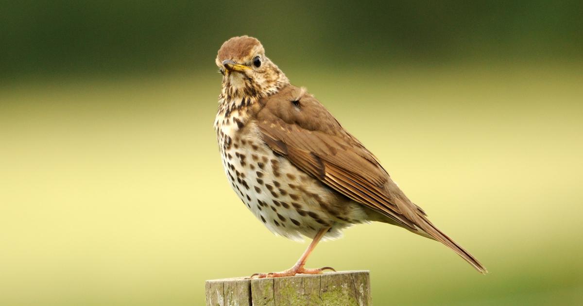 Song Thrush | Kent Wildlife Trust